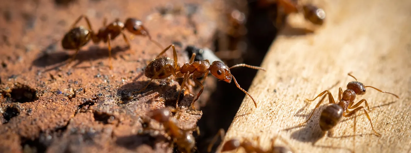 Ant Control treatment by Fortis Pest Control in the Central Valley.