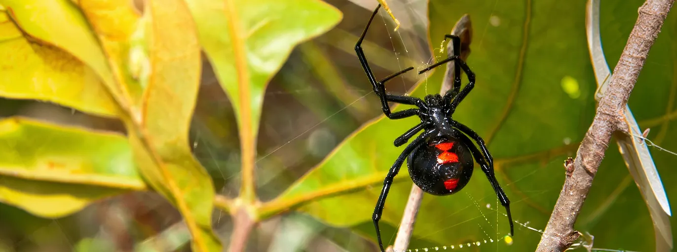 Black Widow Spider Control treatment by Fortis Pest Control in the Central Valley.