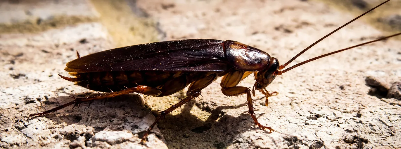 Cockroach Control treatment by Fortis Pest Control in the Central Valley.