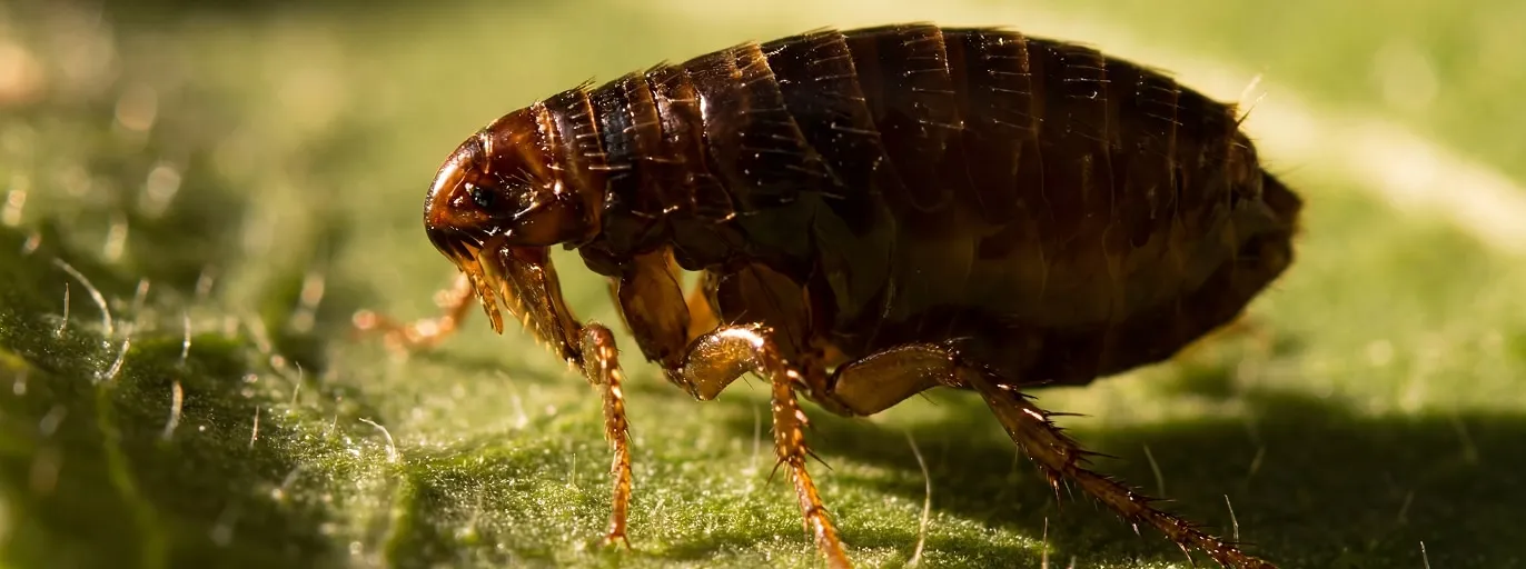 Flea Control treatment by Fortis Pest Control in the Central Valley.