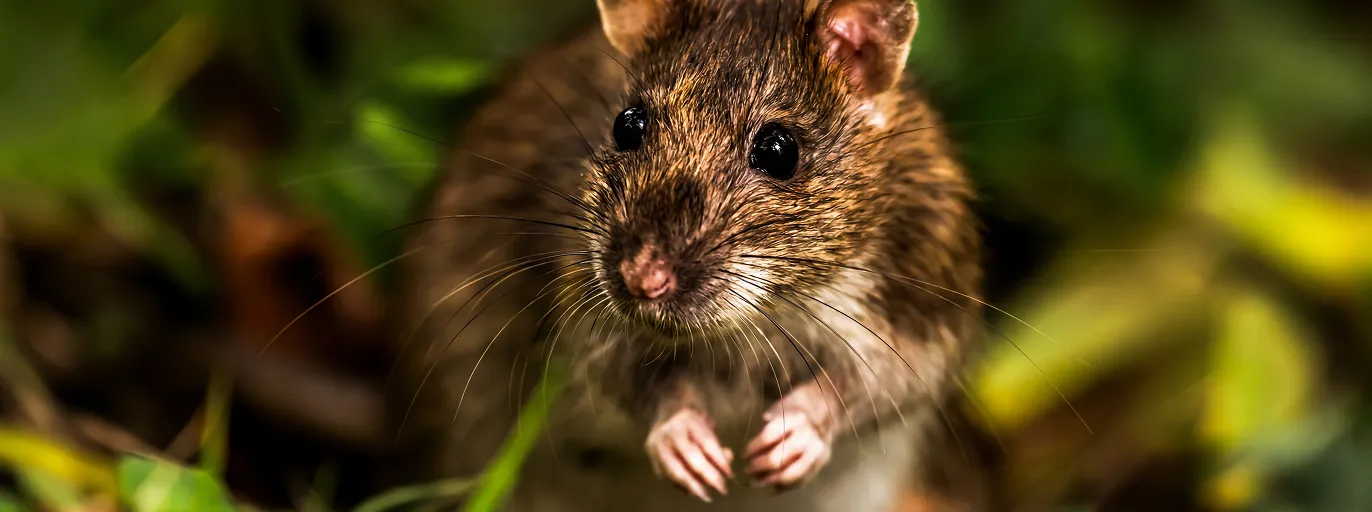 Rodent Control treatment by Fortis Pest Control in the Central Valley.