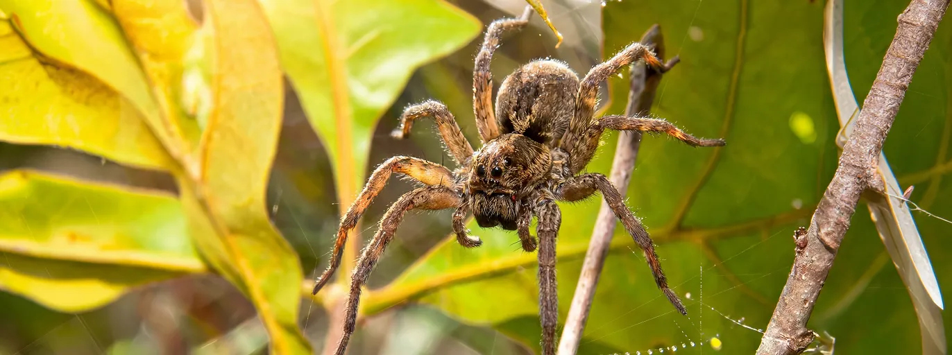 Spider Control treatment by Fortis Pest Control in the Central Valley.